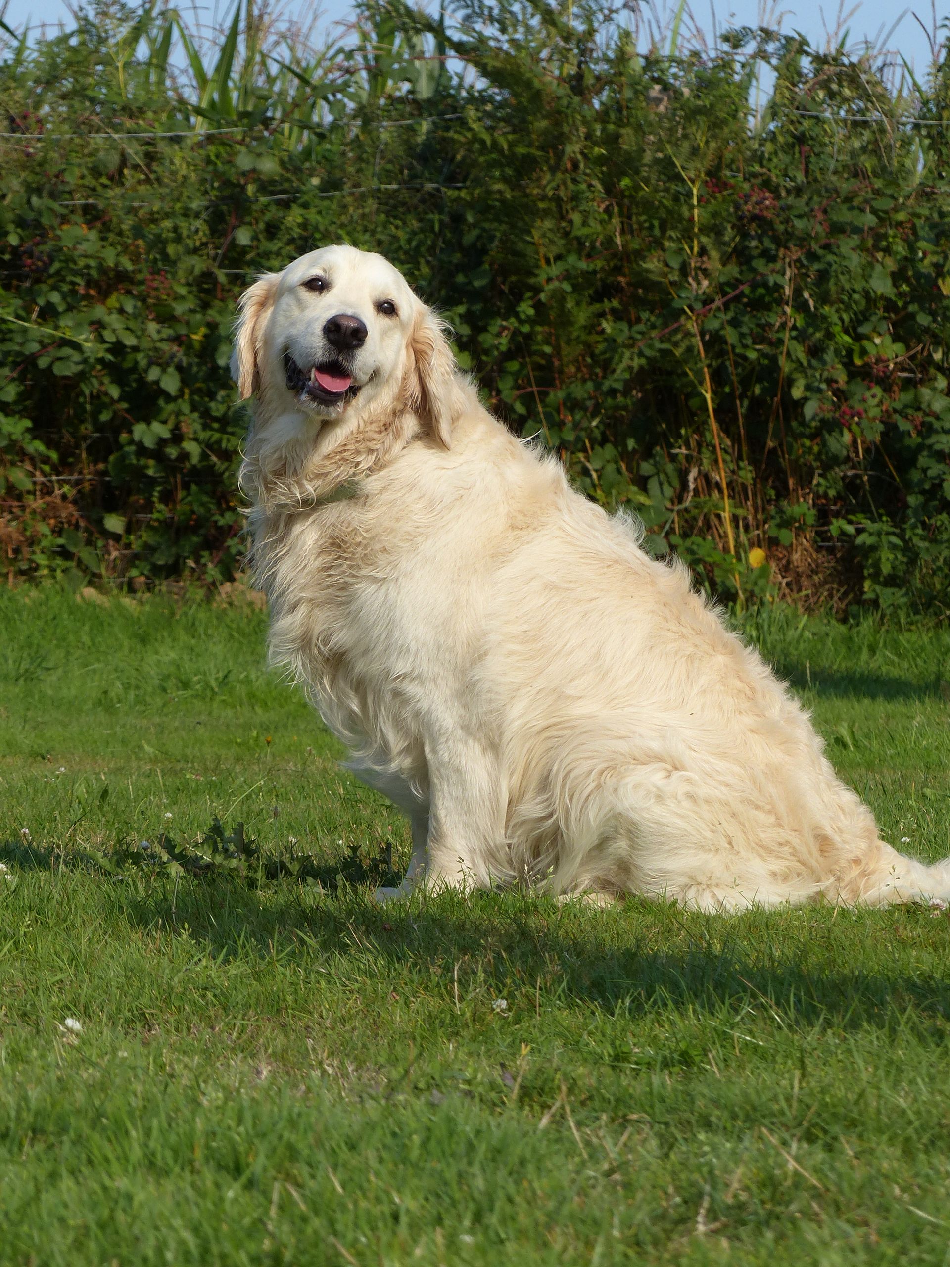 Golden retriever assis dans un champ herbeux.