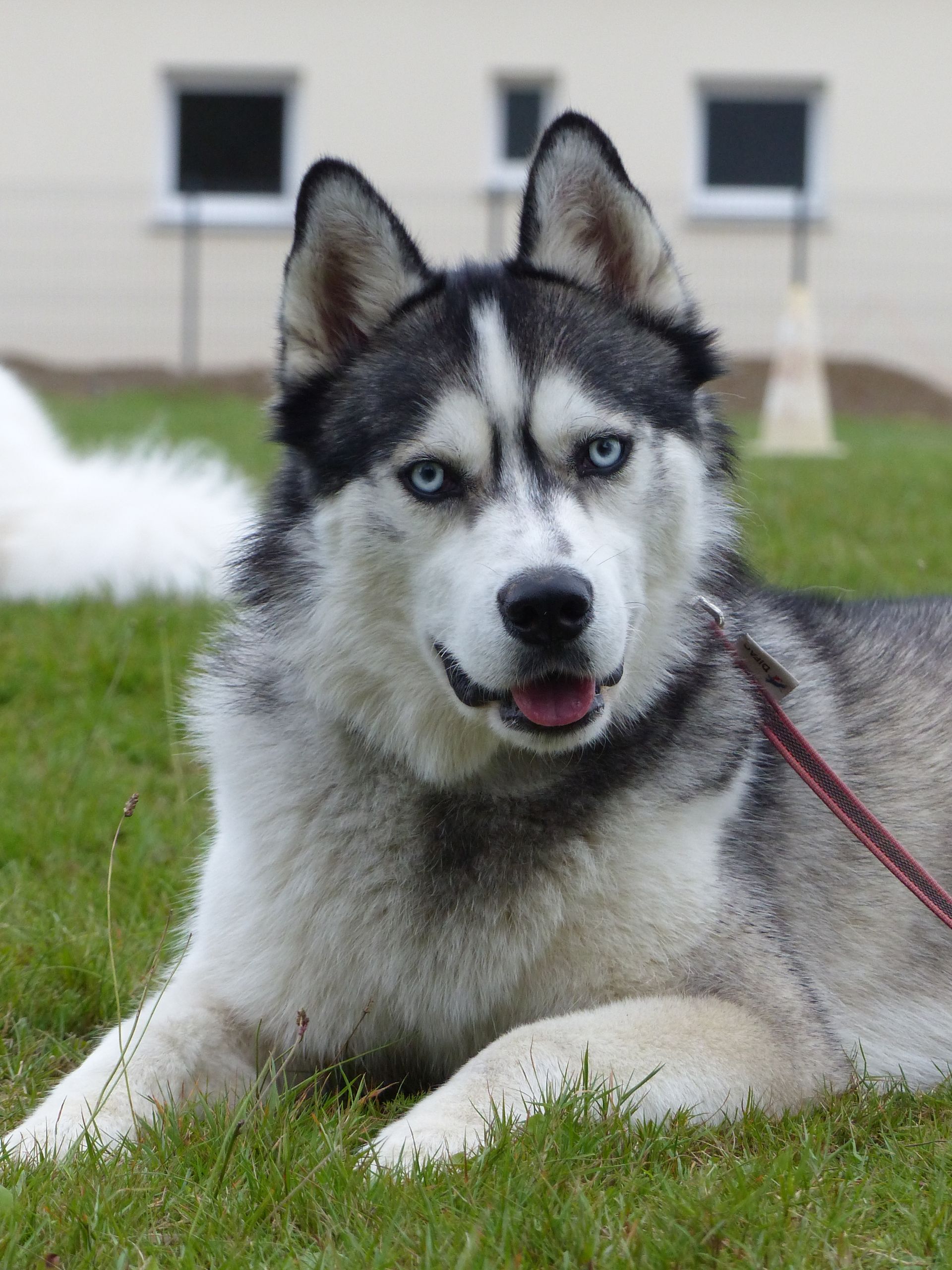 Husky sibérien aux yeux bleus allongé dans l'herbe, regardant vers l'avant avec la bouche légèrement ouverte, laisse attachée.
