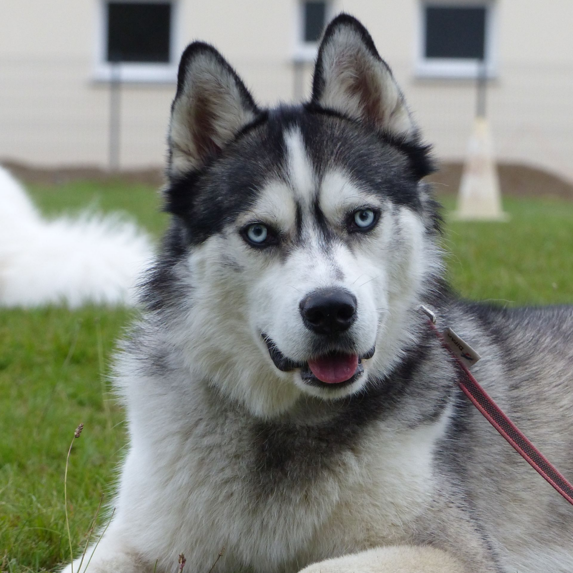Husky sibérien aux yeux bleus, fourrure gris et blanc, haletant sur l'herbe.