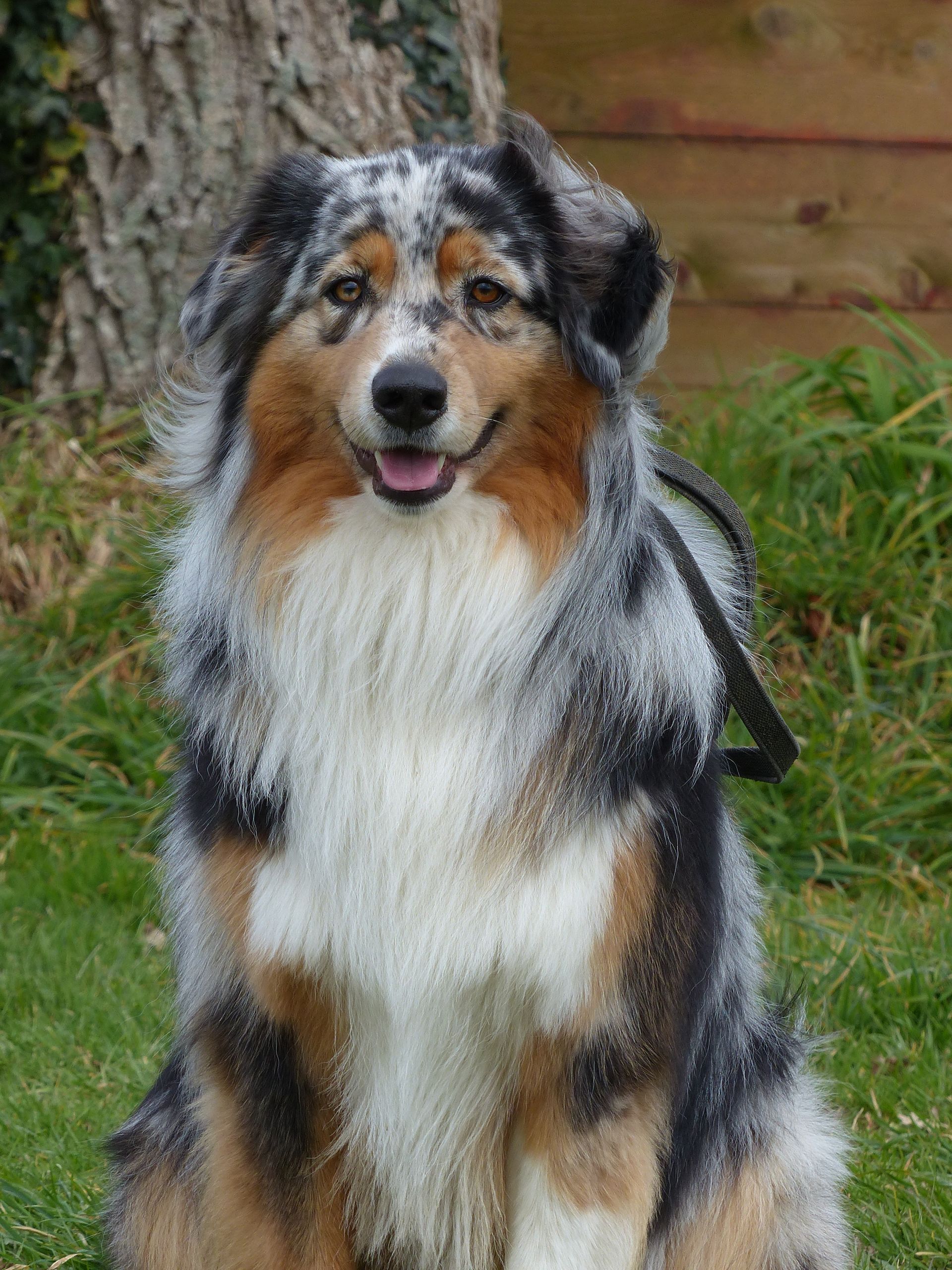 Chien de berger australien au pelage bleu merle assis à l'extérieur avec une expression heureuse.