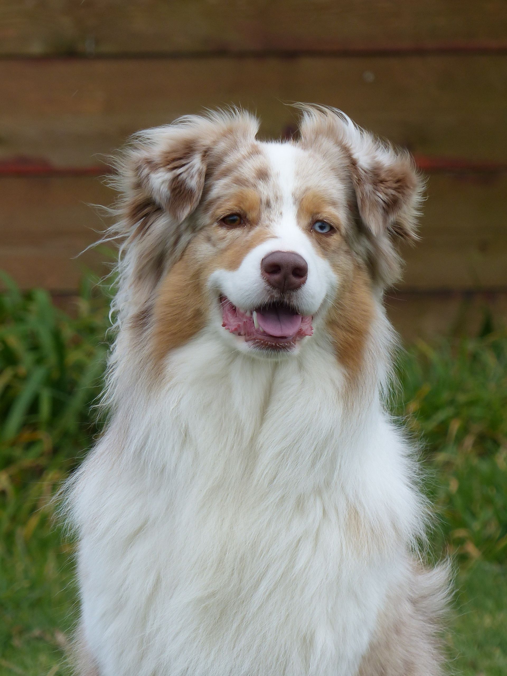 Chien de berger australien aux yeux marron, blancs et bleus ; souriant, à l'extérieur.