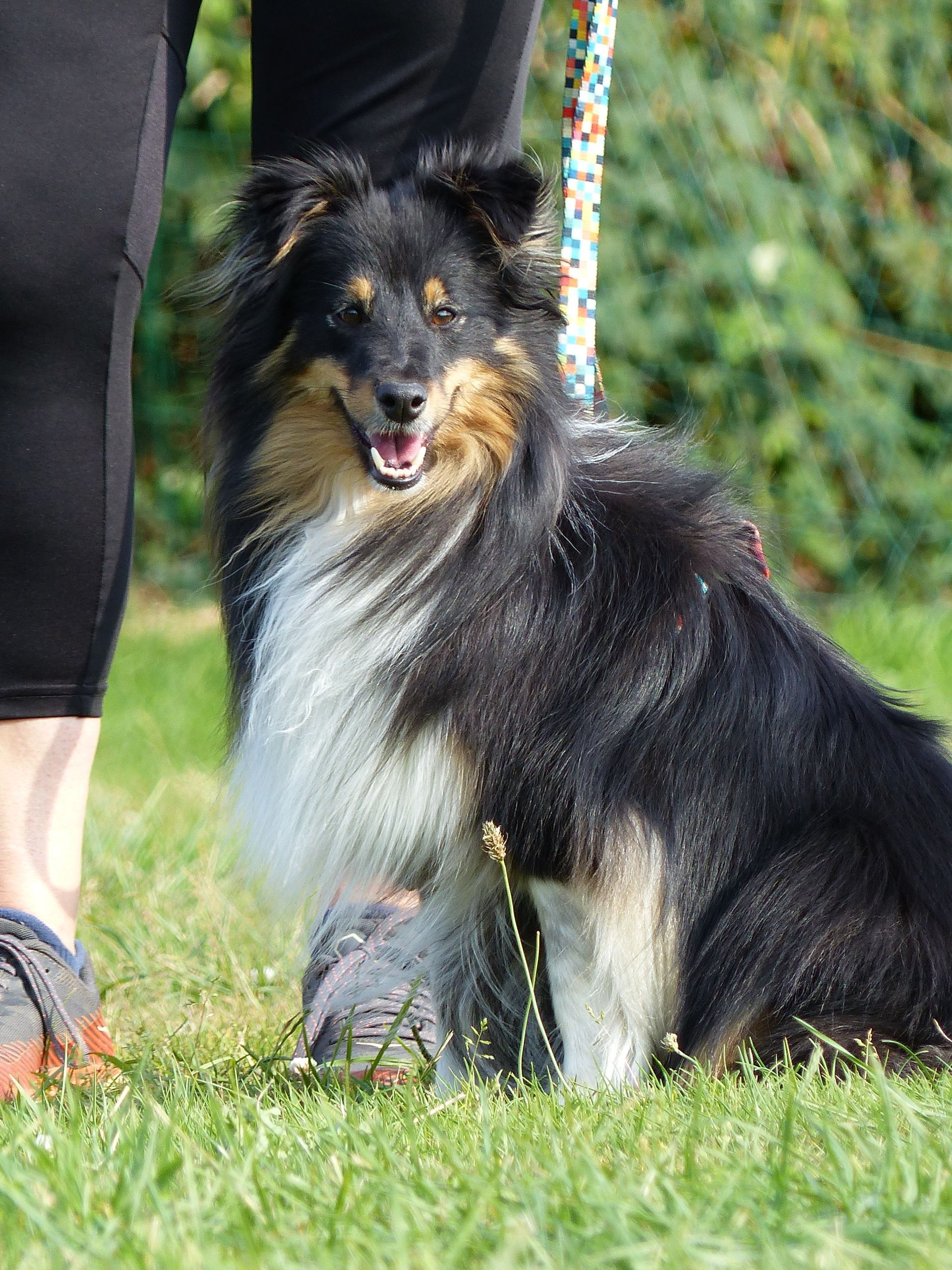 Un berger des Shetland noir et feu est assis sur l'herbe, portant une laisse.
