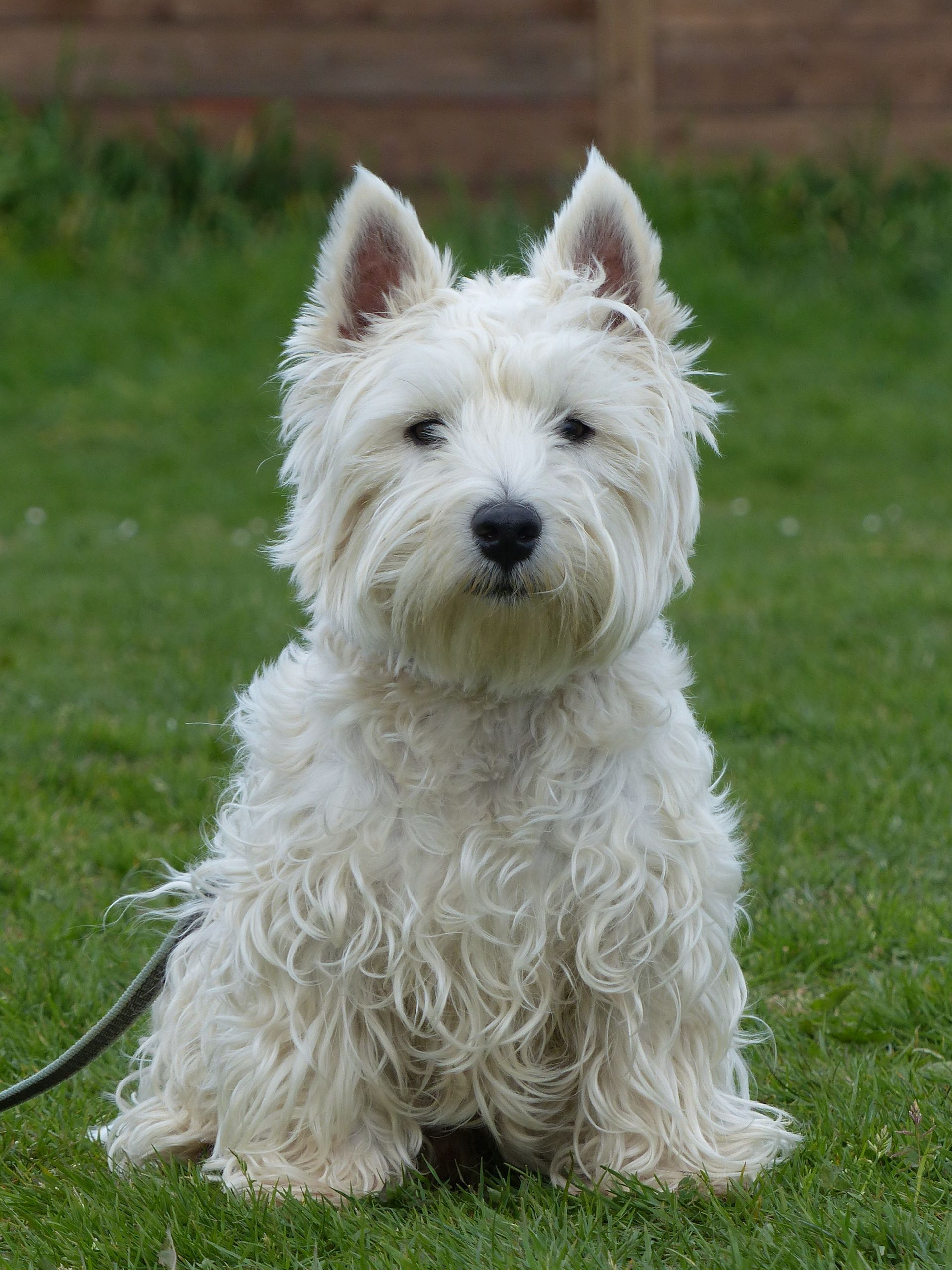 Le West Highland Terrier blanc est assis sur l'herbe verte, regardant vers l'avant.