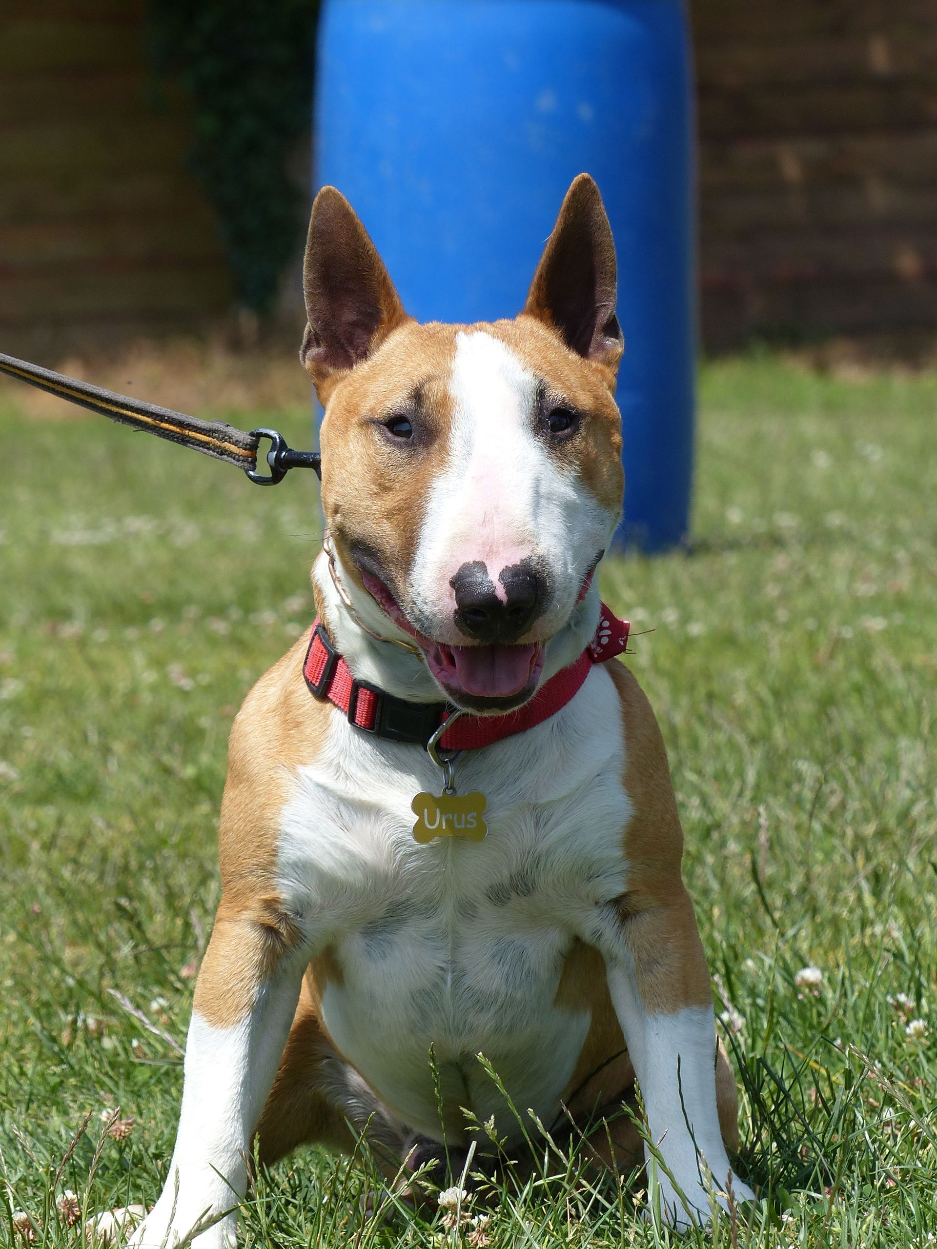 Bull Terrier beige et blanc assis dans l'herbe, portant un collier rouge, canon bleu en arrière-plan.