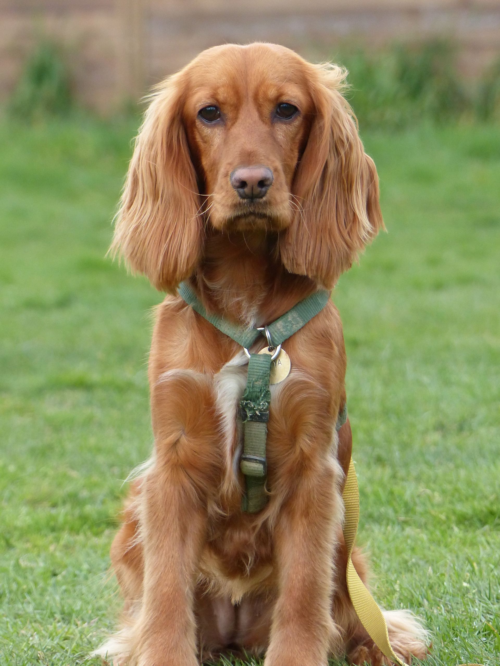 Chien Cocker Spaniel brun assis sur l'herbe verte, portant un harnais vert.