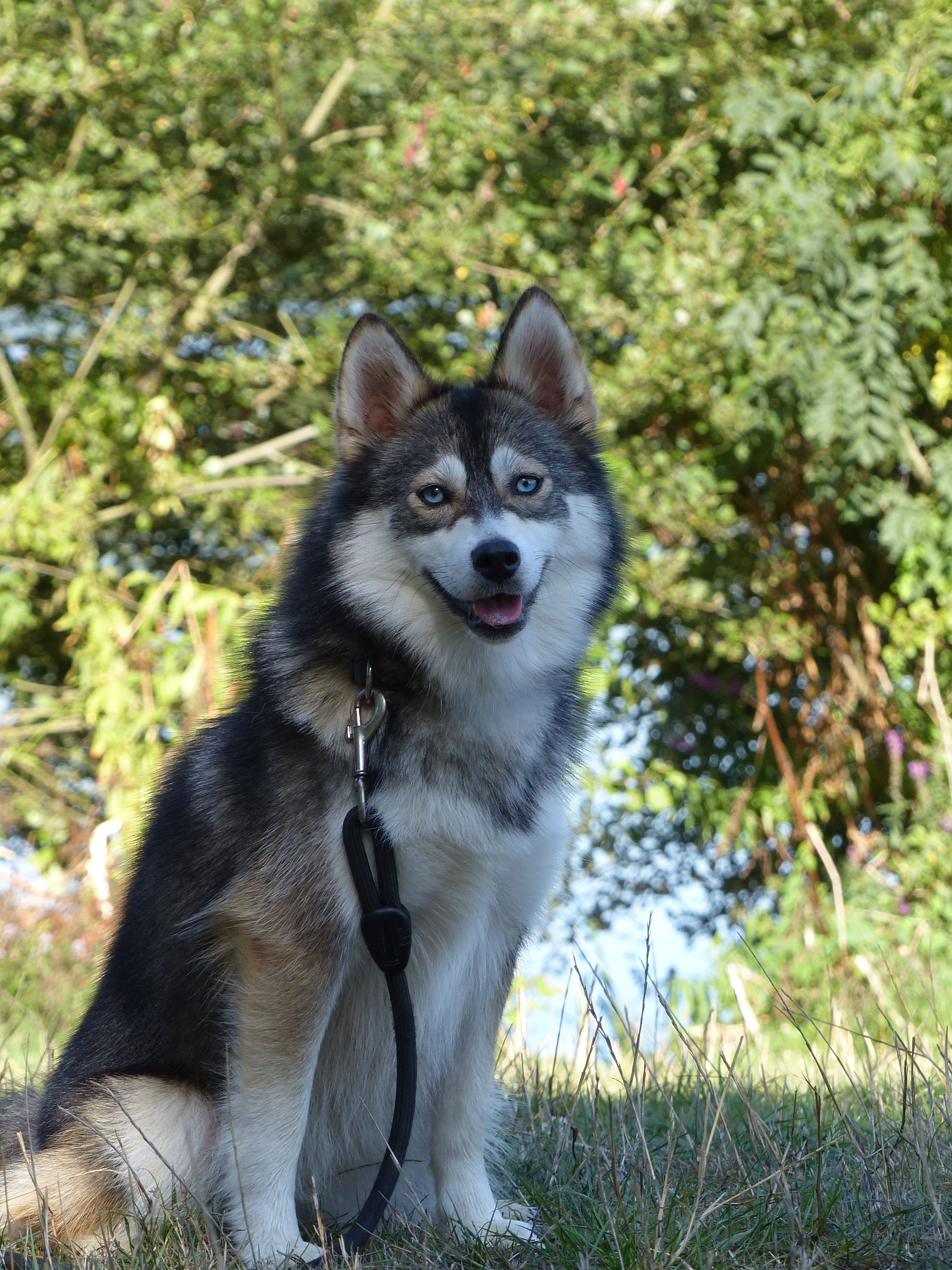 Husky sibérien avec un œil bleu, assis dans l'herbe, souriant, en laisse. Arbres en arrière-plan.