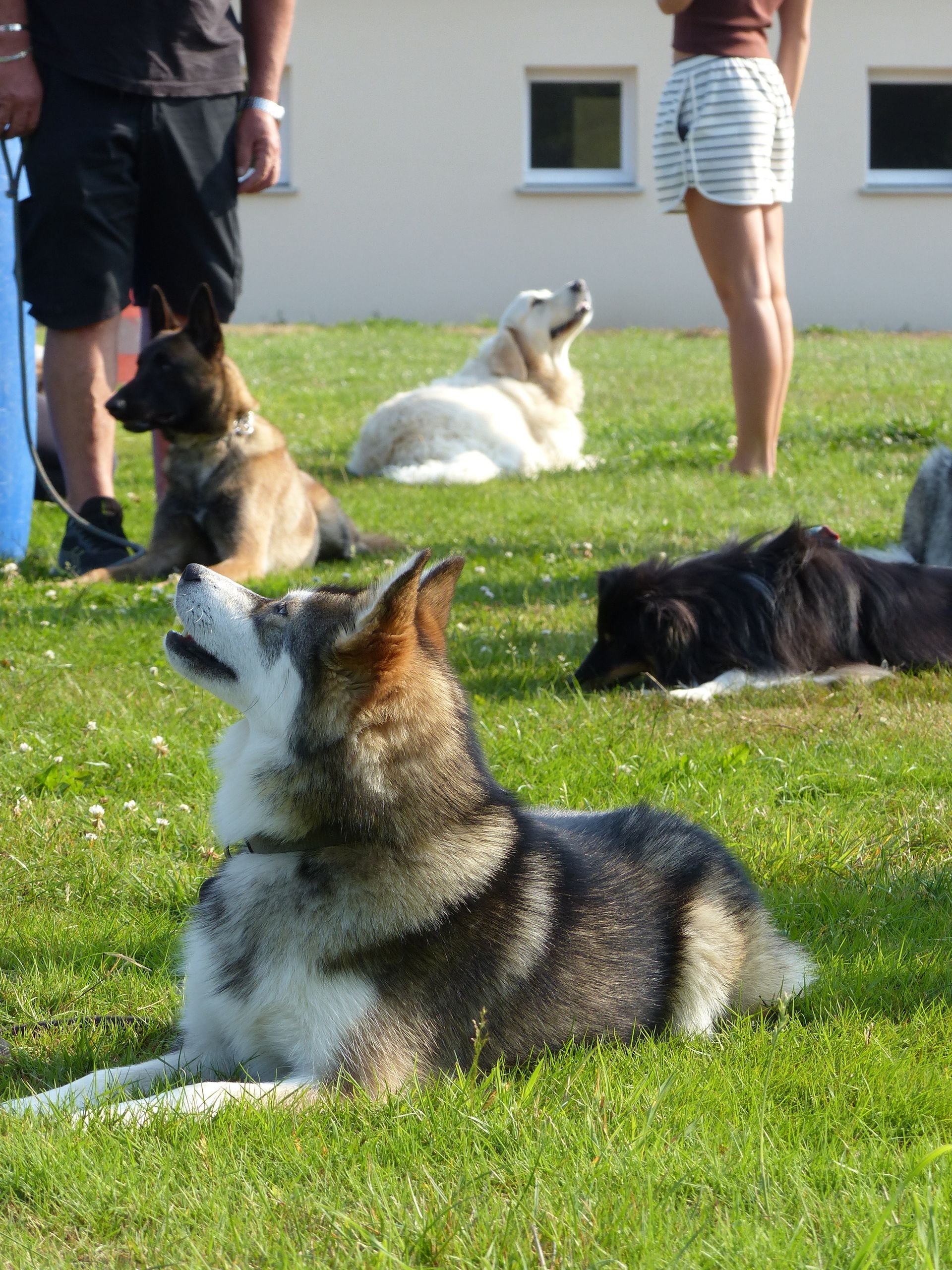 Plusieurs chiens se reposent dans l'herbe, levant les yeux. Des gens se tiennent à proximité.