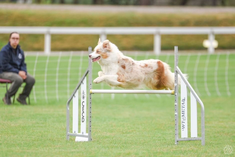 Un chien saute par-dessus un obstacle sur un parcours d'agilité ; un homme regarde depuis la ligne de touche.