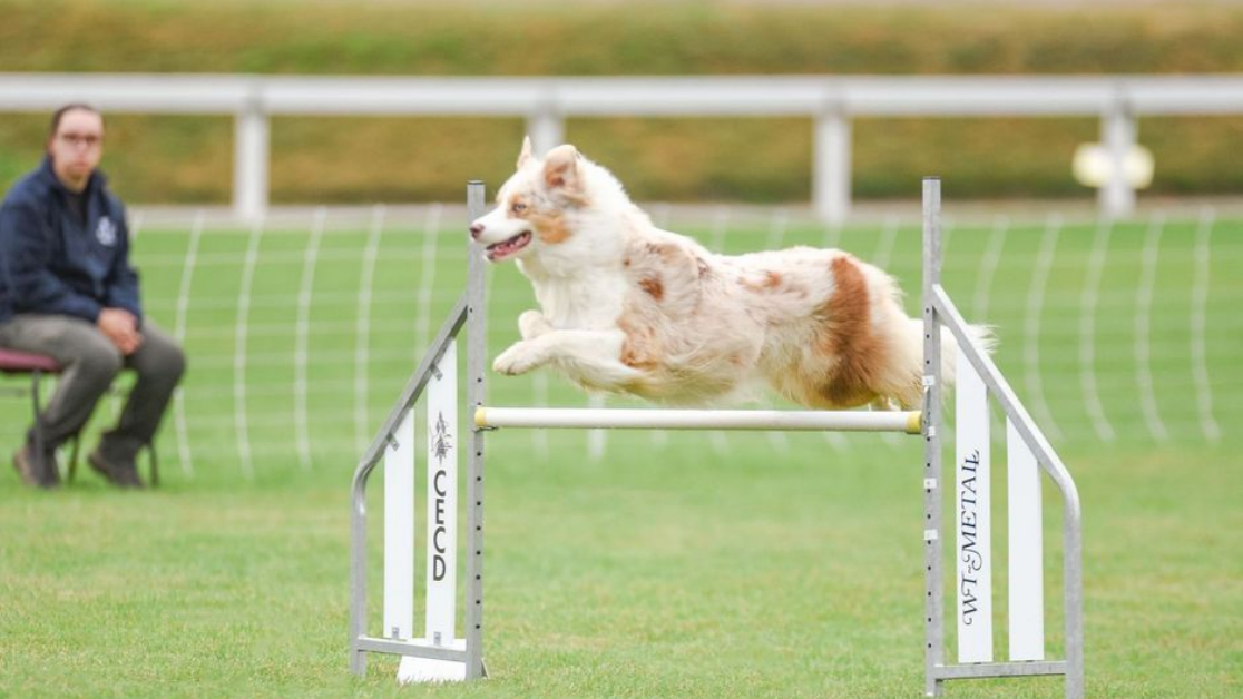 Chien sautant par-dessus un obstacle d'agilité, robe rouge merle, champ d'herbe verte, maître-chien observant.
