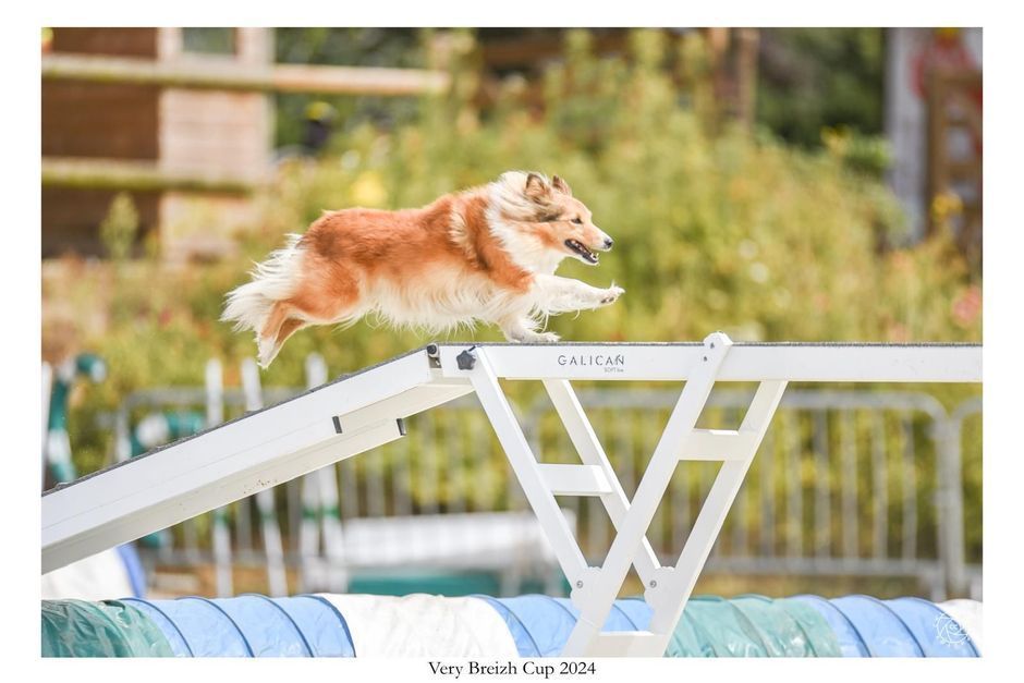 Chien sautant par-dessus un obstacle blanc en forme de A sur un parcours d'agilité ; à l'extérieur avec un feuillage vert.
