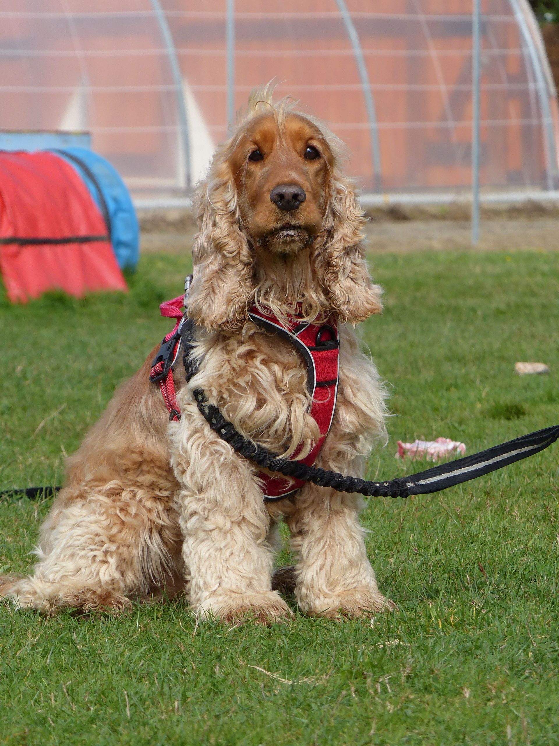 Cocker Spaniel doré portant un harnais rouge, assis sur l'herbe, avec des tunnels d'entraînement en arrière-plan.