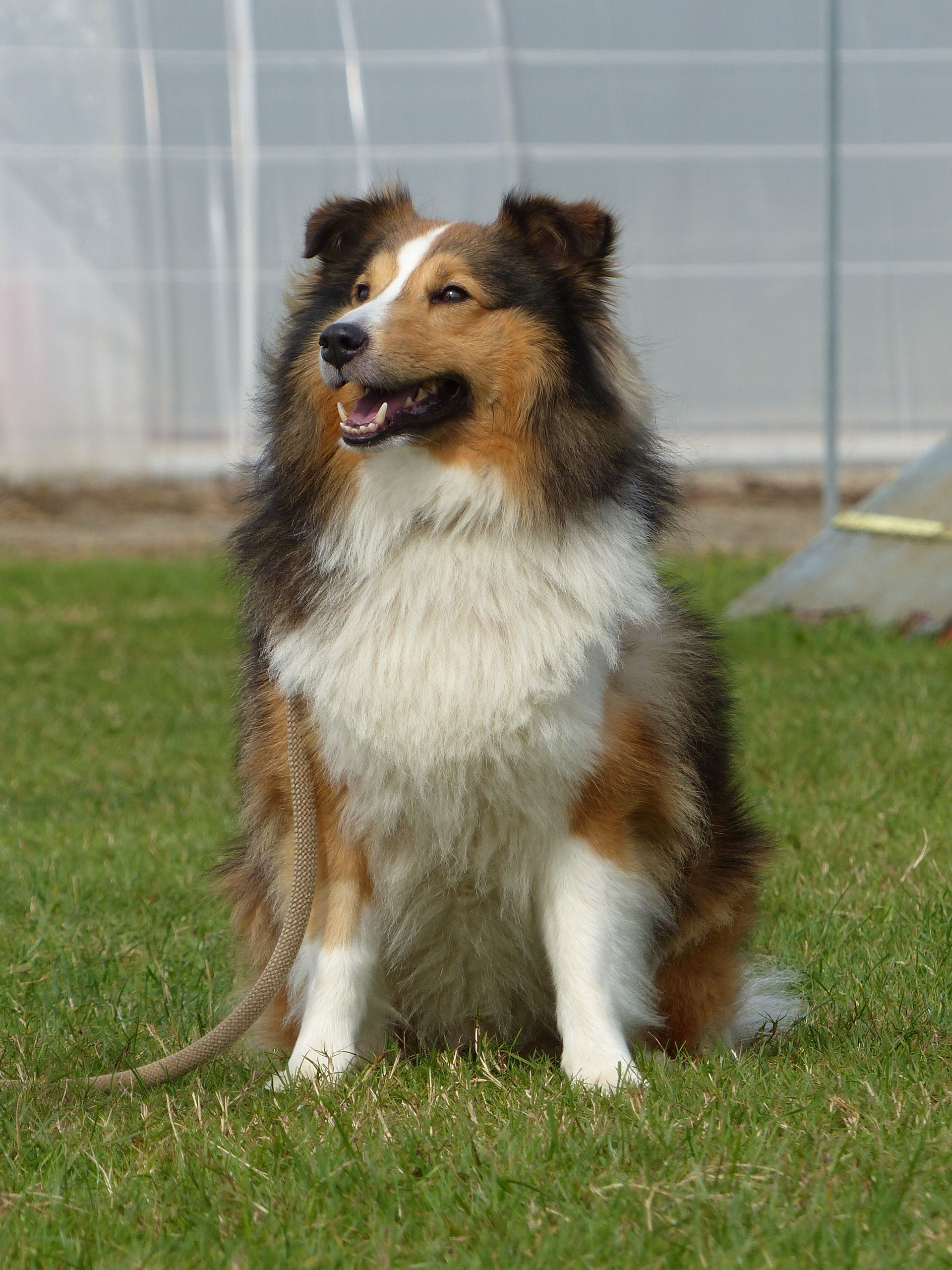 Chien de berger Shetland tricolore assis sur l'herbe verte.