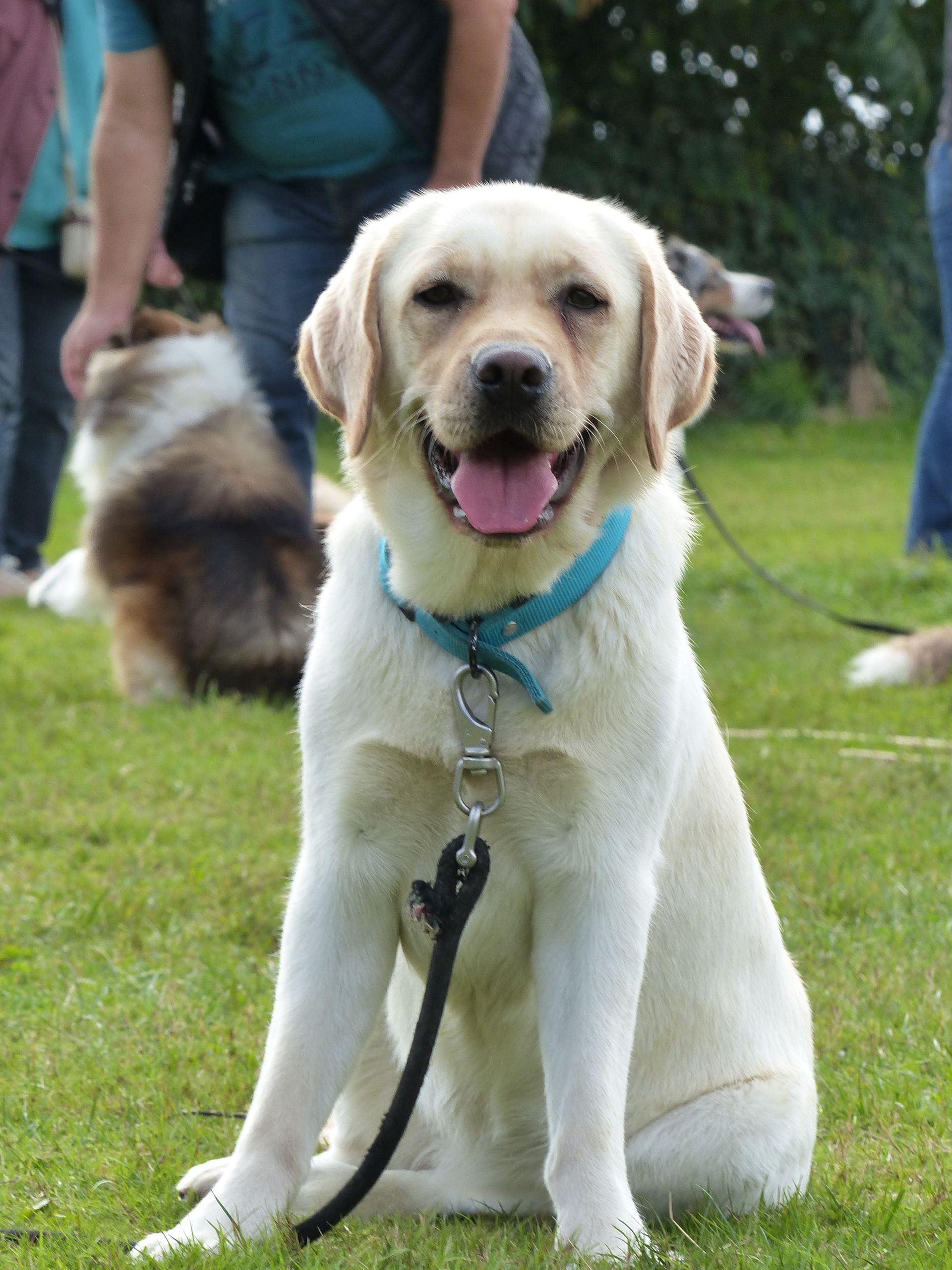 Labrador Retriever jaune assis sur l'herbe, portant un collier bleu et une laisse, souriant avec la langue tirée.