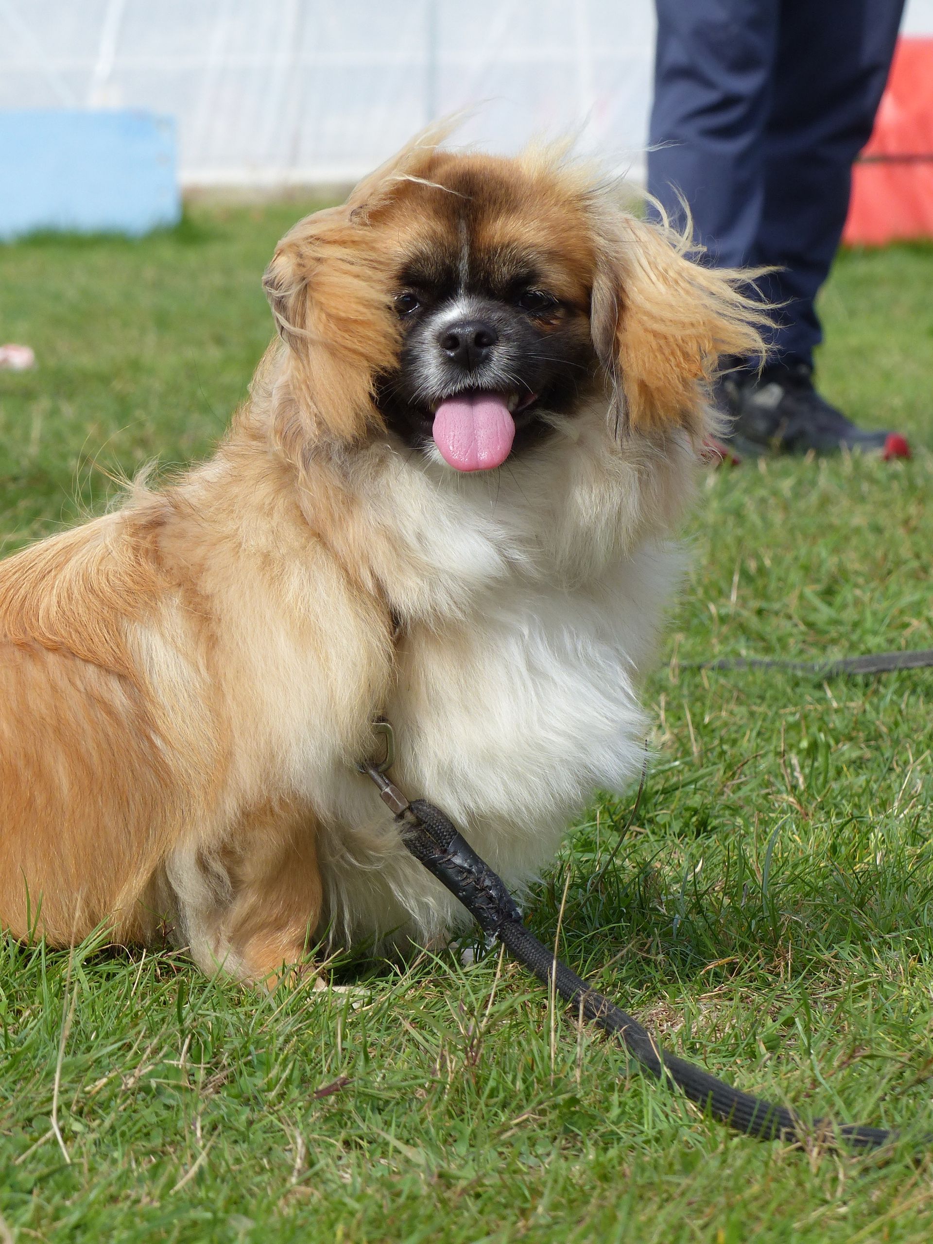Chien pékinois à la fourrure beige et blanche assis sur l'herbe verte avec la langue tirée, laisse visible.