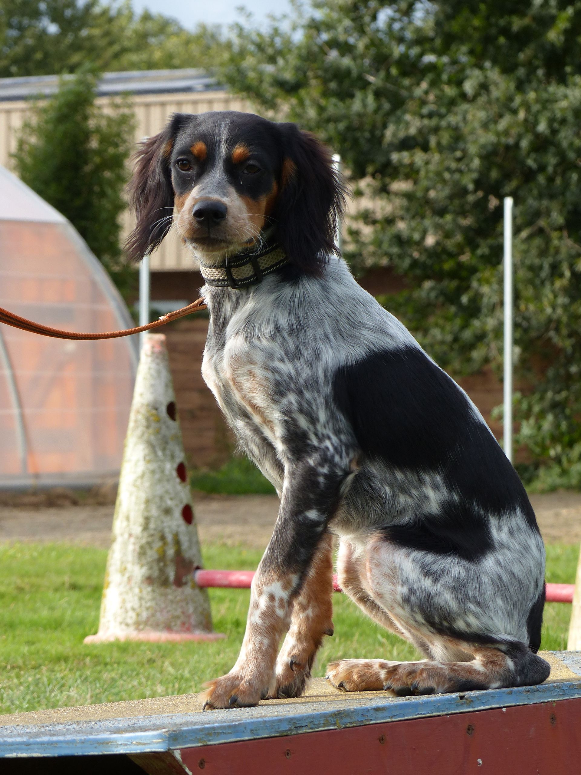 Chien avec des marques bleues et noires assis sur un banc à l'extérieur.