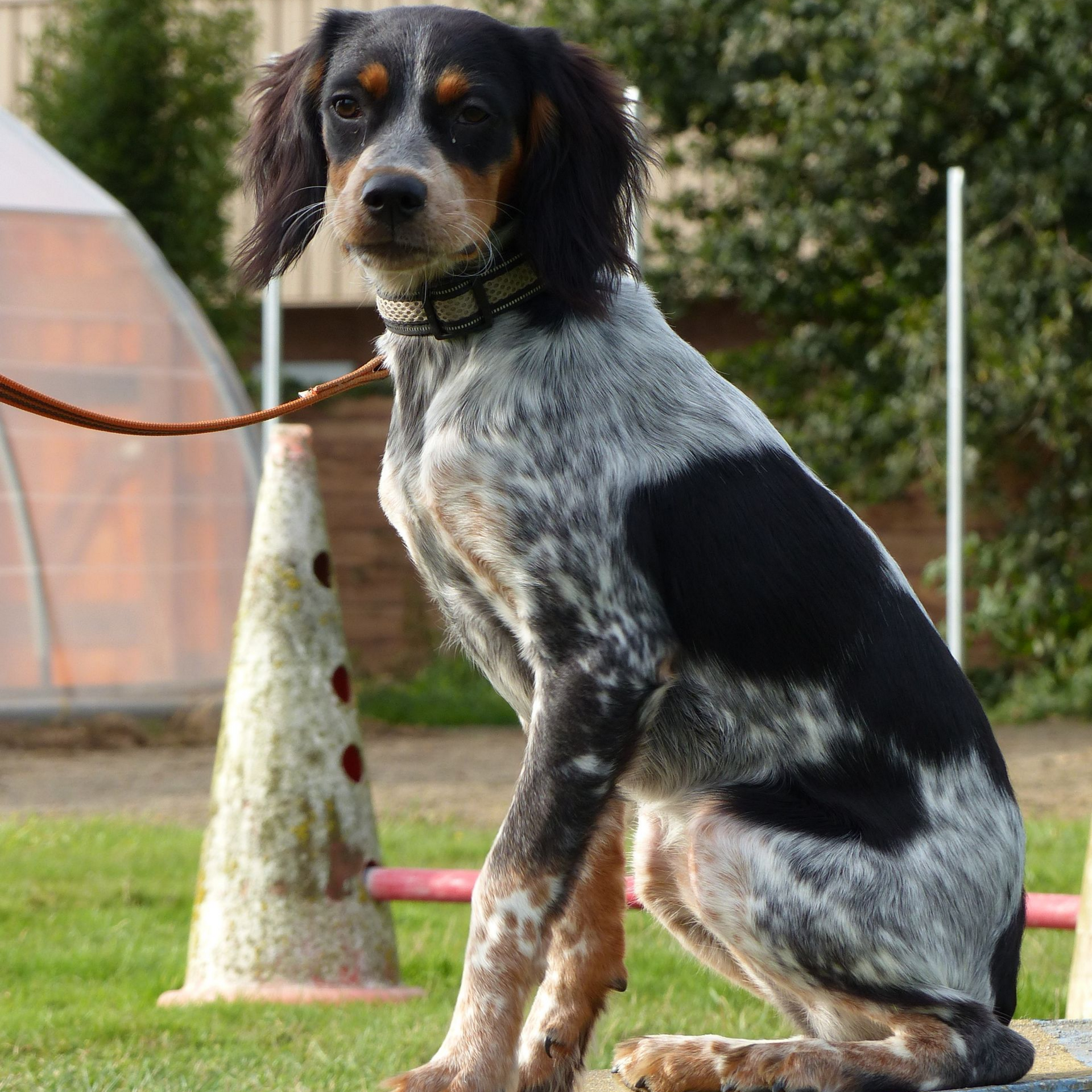 Chien au pelage bleu et noir, portant un collier, assis attentivement à l'extérieur.