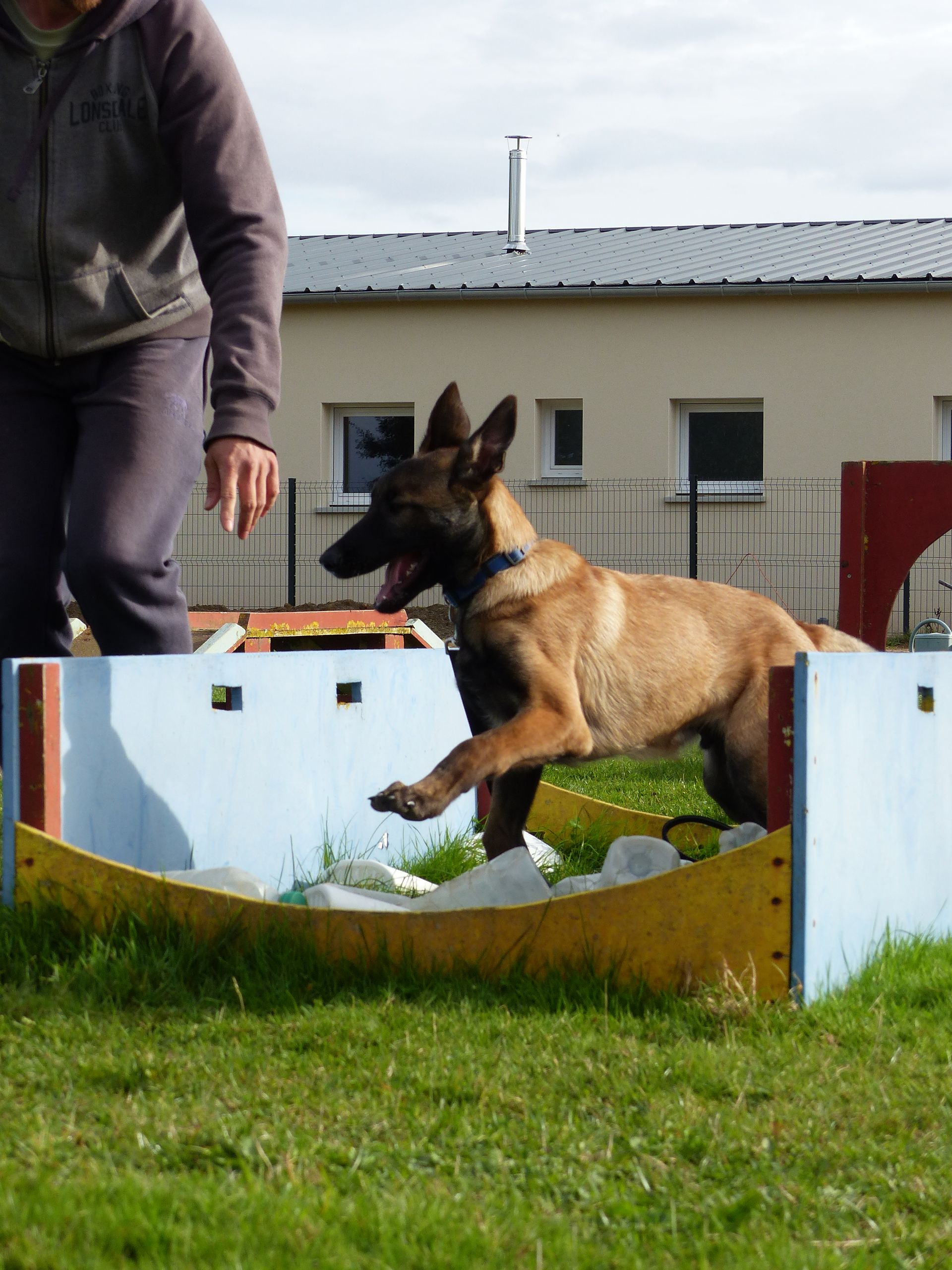 Un chien beige saute hors d'un bac à sable dans un centre d'entraînement ; une personne portant un sweat à capuche gris se tient à proximité.