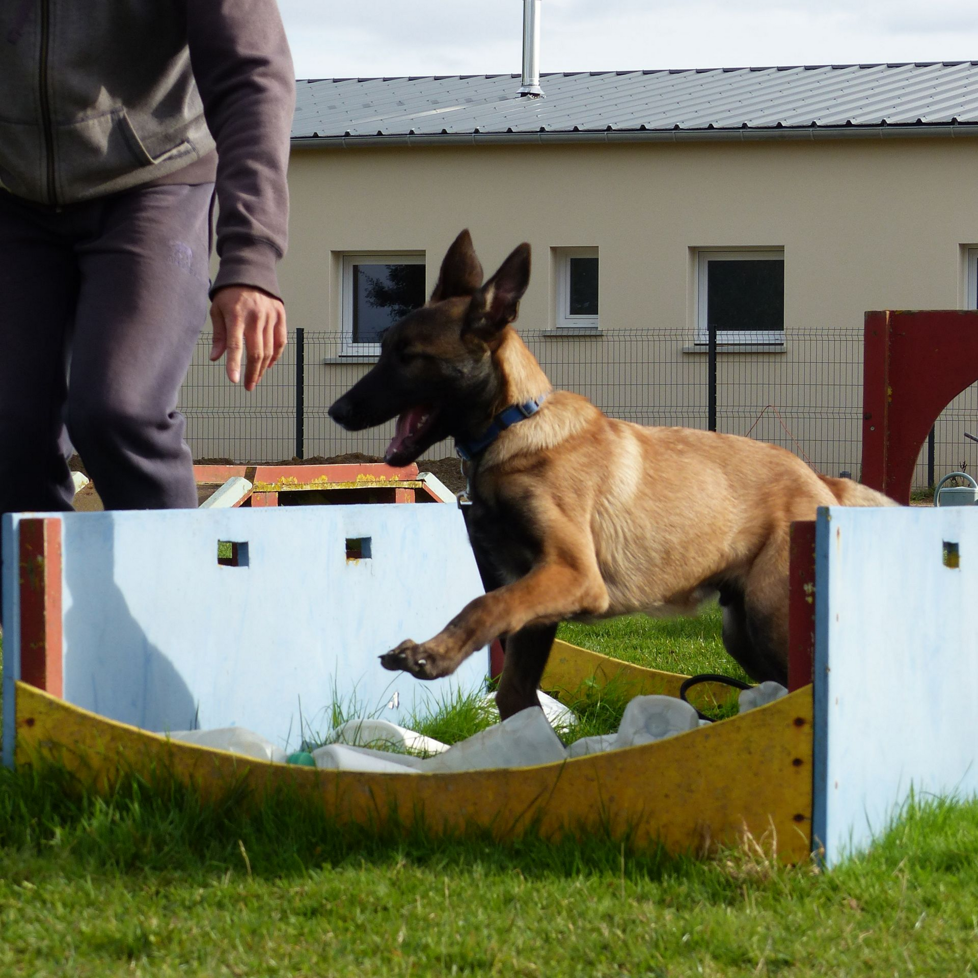 Un chien beige saute par-dessus un obstacle bleu et jaune dans une zone herbeuse, une personne en pantalon foncé se tient à proximité.