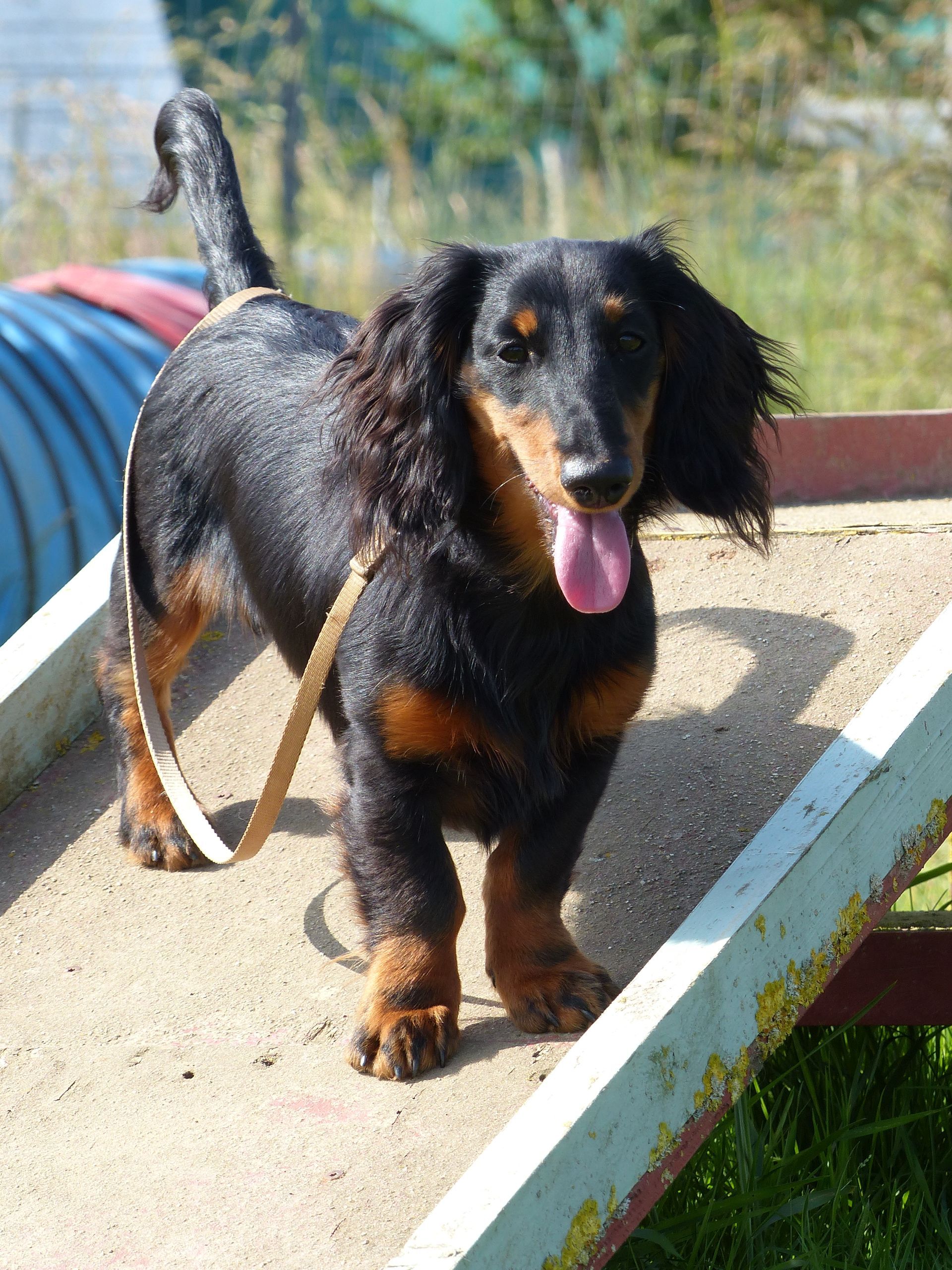 Teckel noir et feu à poil long avec la langue tirée, sur une rampe, près d'un tunnel bleu.