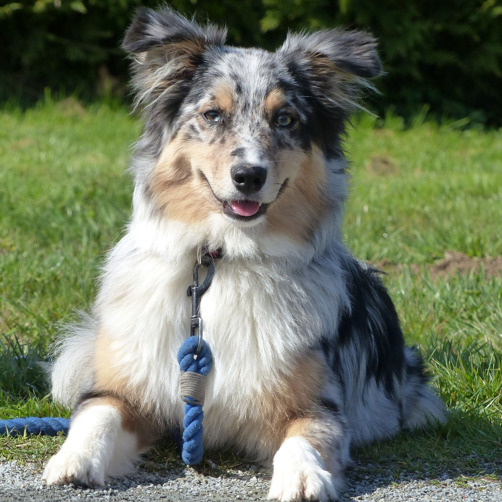 Chien de berger australien bleu merle aux yeux bleus, assis sur l'herbe, souriant, portant une laisse bleue.