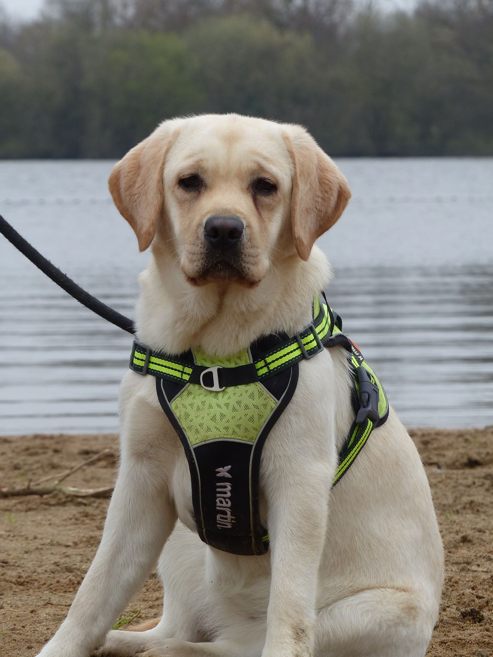 Un chien labrador jaune portant un harnais vert et noir est assis près d'un plan d'eau.