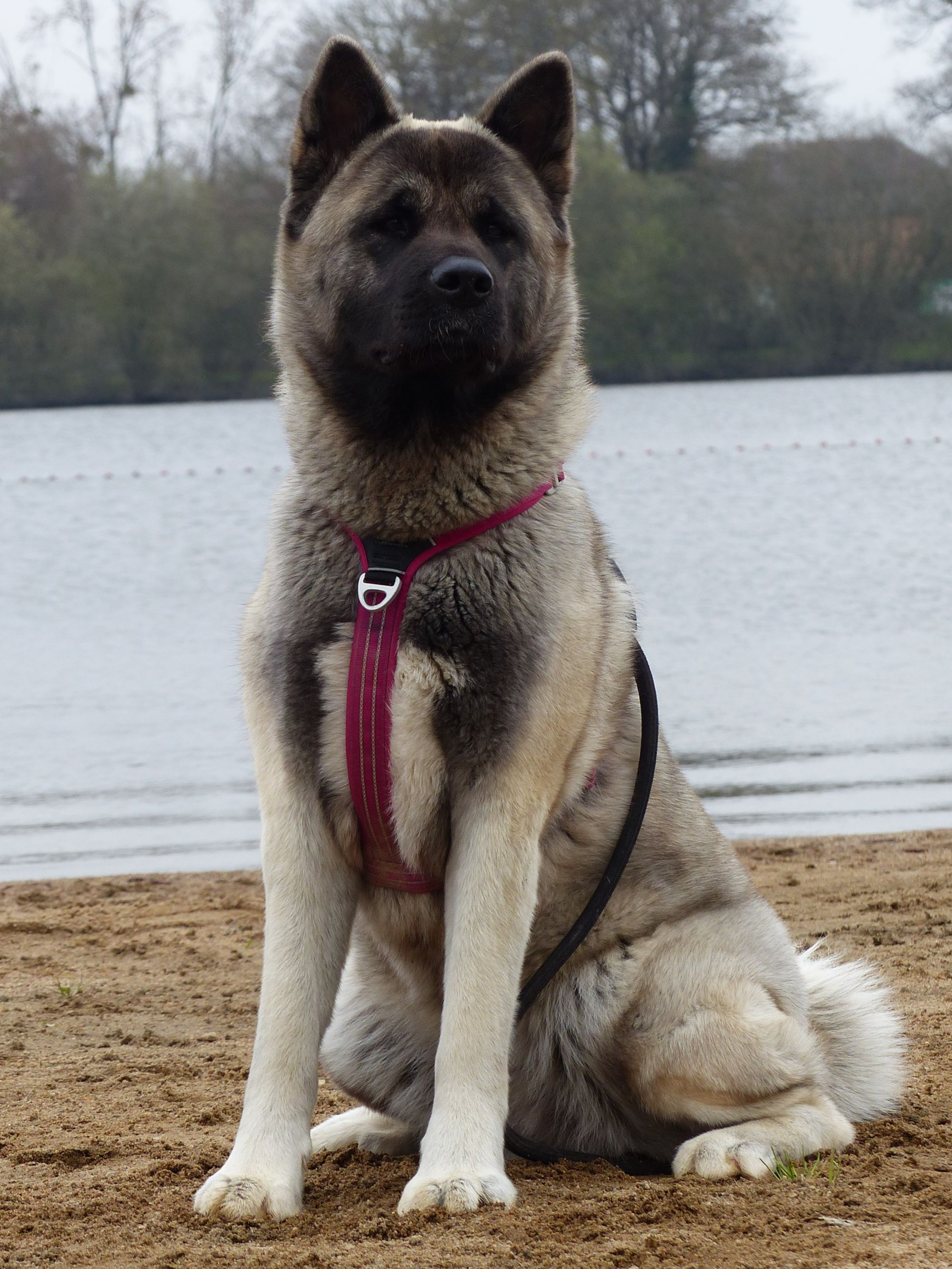 Chien Akita américain assis sur une plage de sable, portant un harnais rouge, avec un lac en arrière-plan.