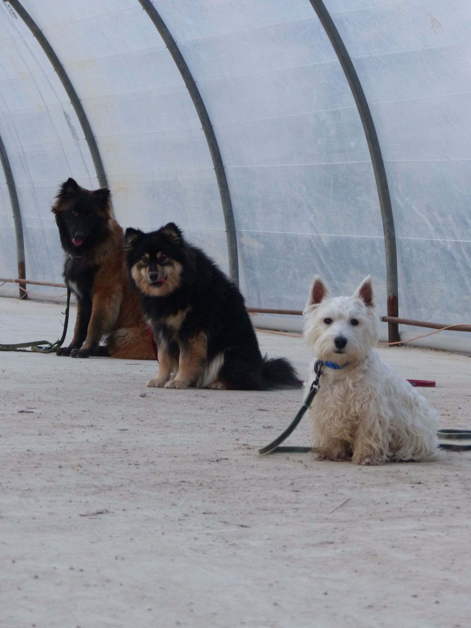 Trois chiens sont assis à l'intérieur d'une structure incurvée et transparente. L'un est beige, l'autre noir et feu, et le dernier blanc. Tous sont en laisse.