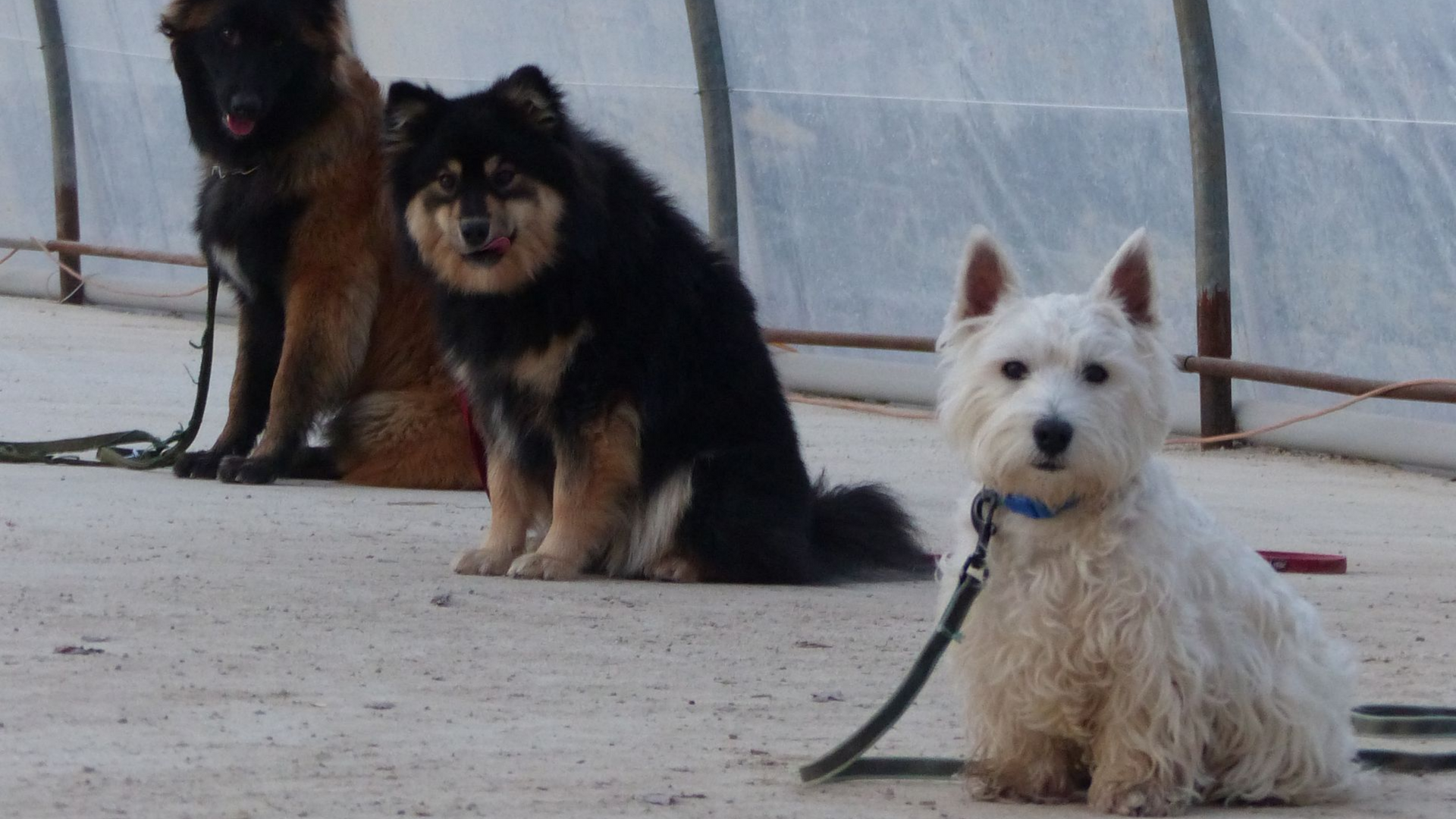 Trois chiens sont assis sur une surface en béton : un Malinois belge marron et noir, un chien noir et feu et un West Highland Terrier blanc.