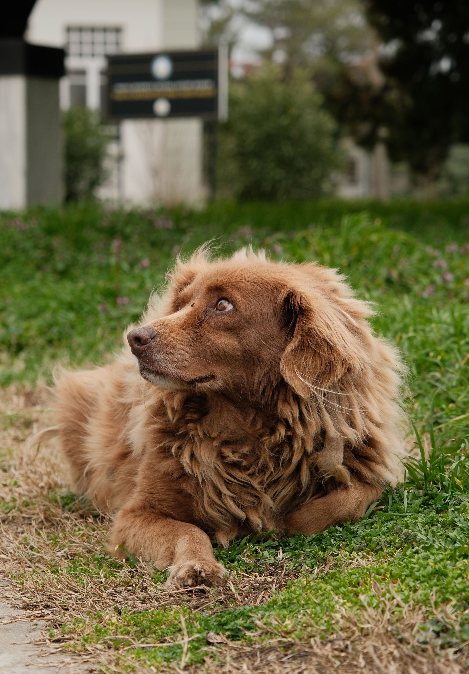Seguros para perros y gatos en Pamplona y Navarra