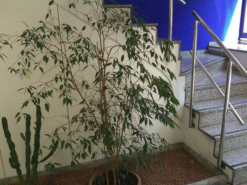 Falegnameria Giuliano Bertoli SA