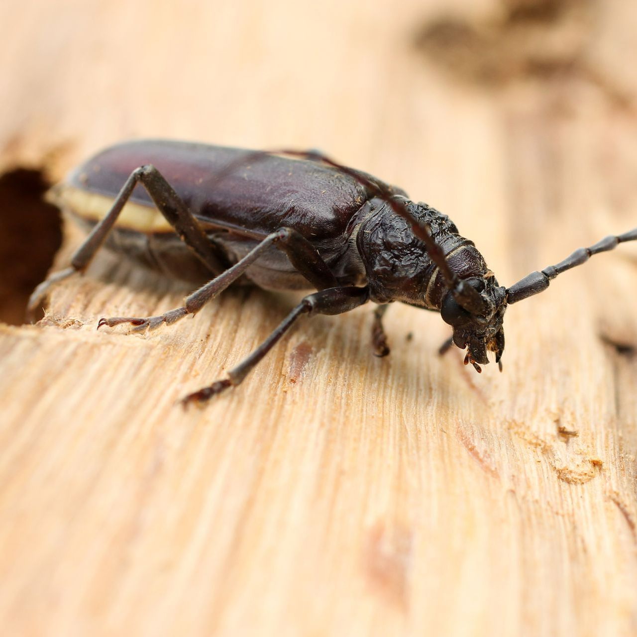 Photo d'un insecte xylophage sur un morceau de bois
