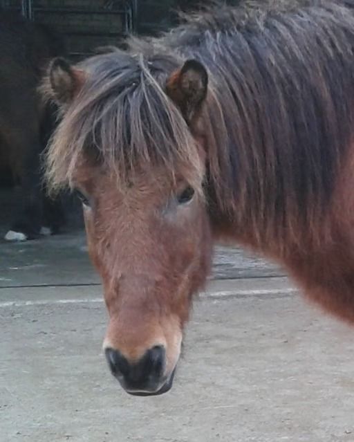 Nahaufnahme eines braunen Ponys mit dichter, dunkler Mähne, das auf einer Betonfläche steht und in die Kamera blickt.