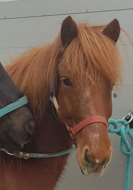 Ein kastanienbraunes Pony mit dichter Mähne und rotem Halfter steht drinnen neben einem anderen Pferd.