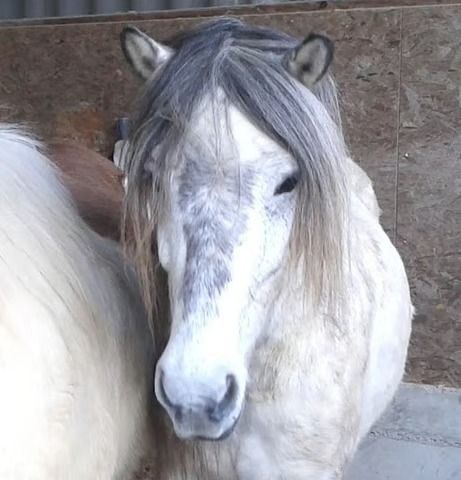 Ein weisses Pony mit grauer Mähne steht in einem Stall und blickt direkt in die Kamera.