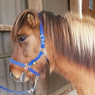 Nahaufnahme eines braunen Ponys mit heller Mähne, das in einer Stallumgebung ein blaues Halfter trägt.