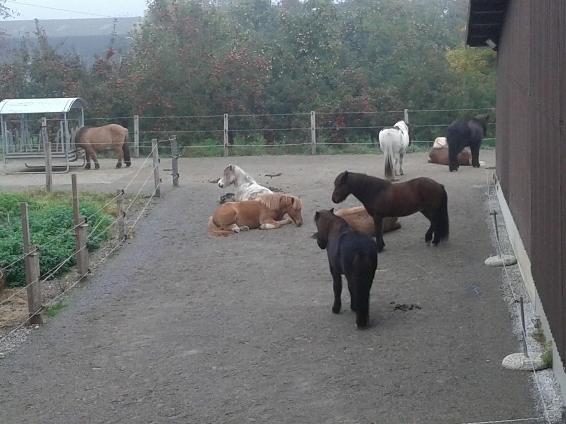 Eine kleine Herde Ponys in verschiedenen Farben, darunter braune, schwarze und weisse, stehen und liegen auf einer unbefestigten Koppel.