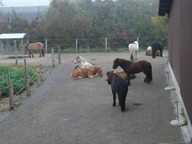 Eine kleine Herde Ponys in verschiedenen Farben, darunter braune, schwarze und weisse, stehen und liegen auf einer unbefestigten Koppel.