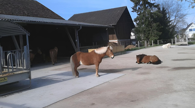 Mehrere Pferde grasen auf einer sonnenbeschienenen, grasbewachsenen Weide, die von einem Drahtzaun umgeben ist, unter einem klaren blauen Himmel.