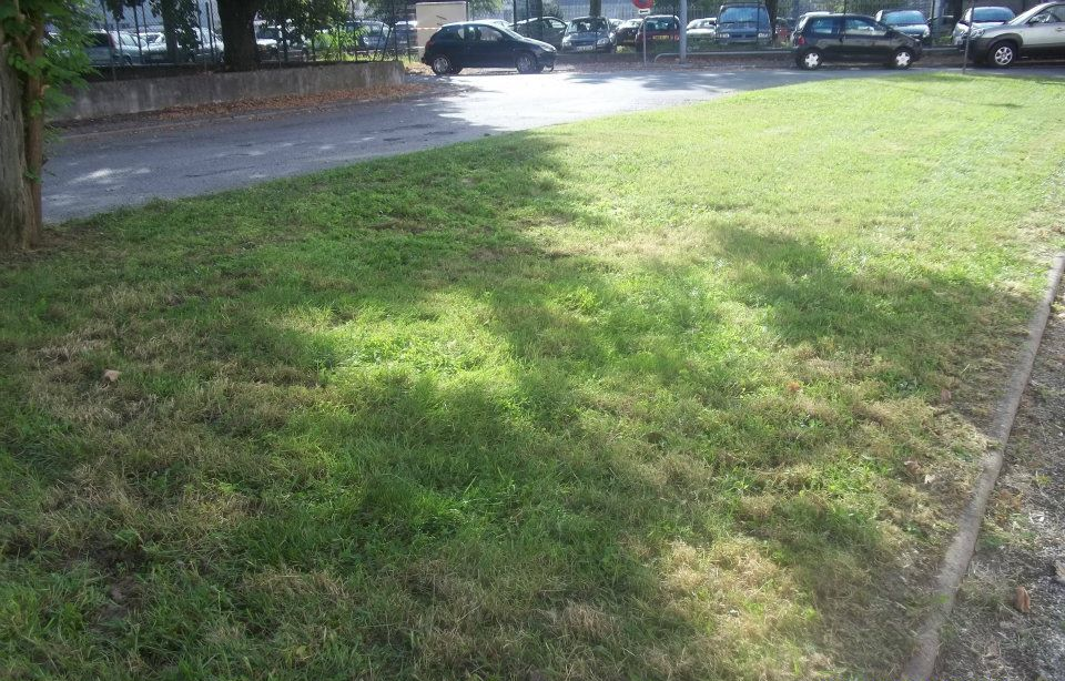 Pelouse tondue avec végétation clairsemée bordant une route goudronnée, avec des voitures garées en arrière-plan.