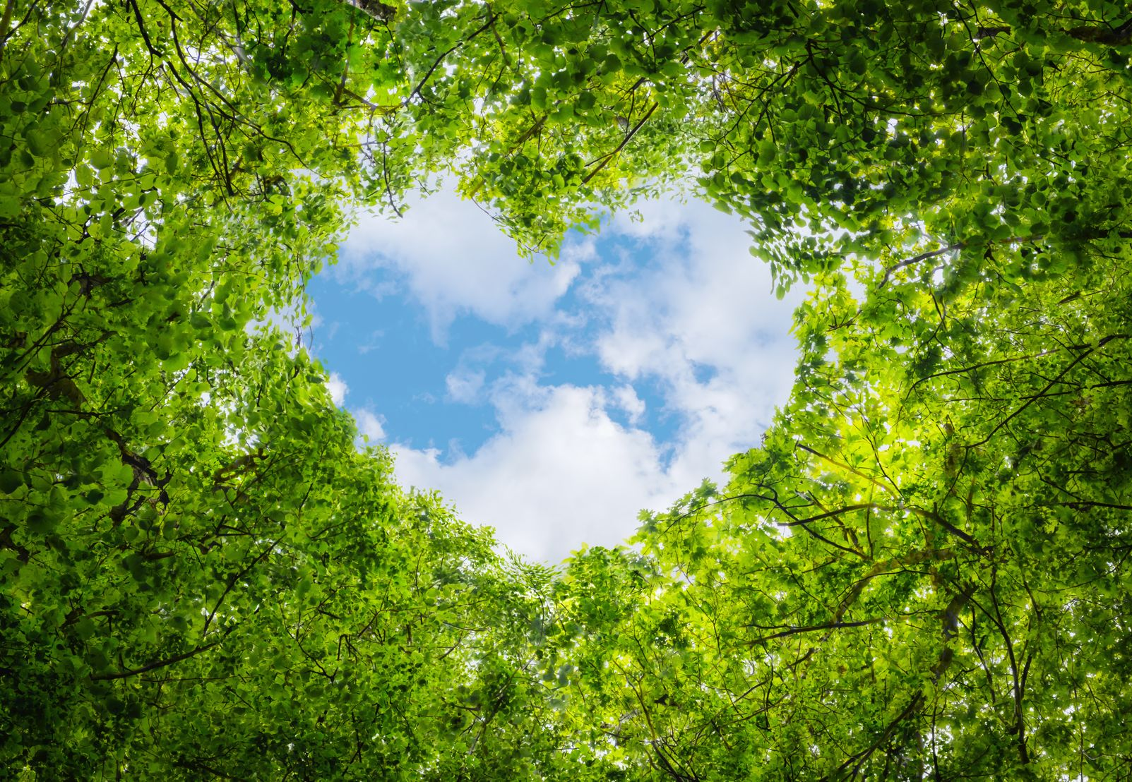 Une ouverture en forme de cœur dans la canopée verdoyante d'un arbre dévoile un ciel bleu éclatant.