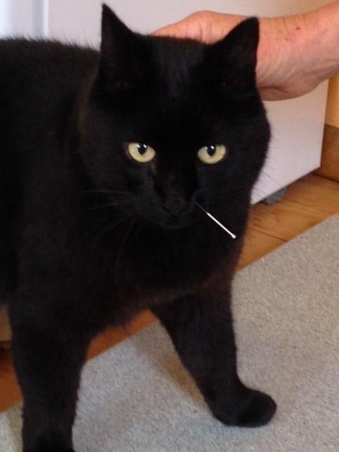 Tierarztpraxis rundumXund |Altendorf