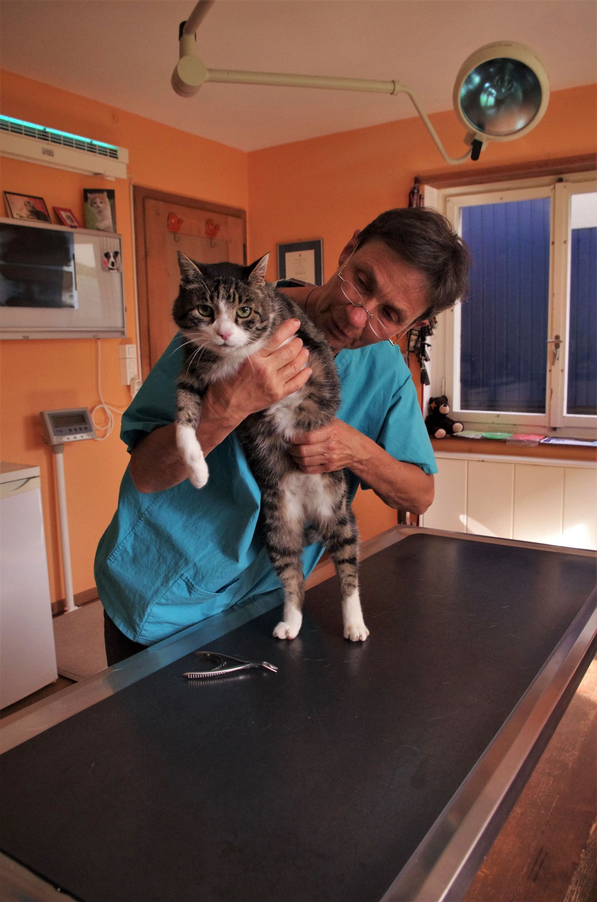 Katze - Tierarztpraxis rundumXund