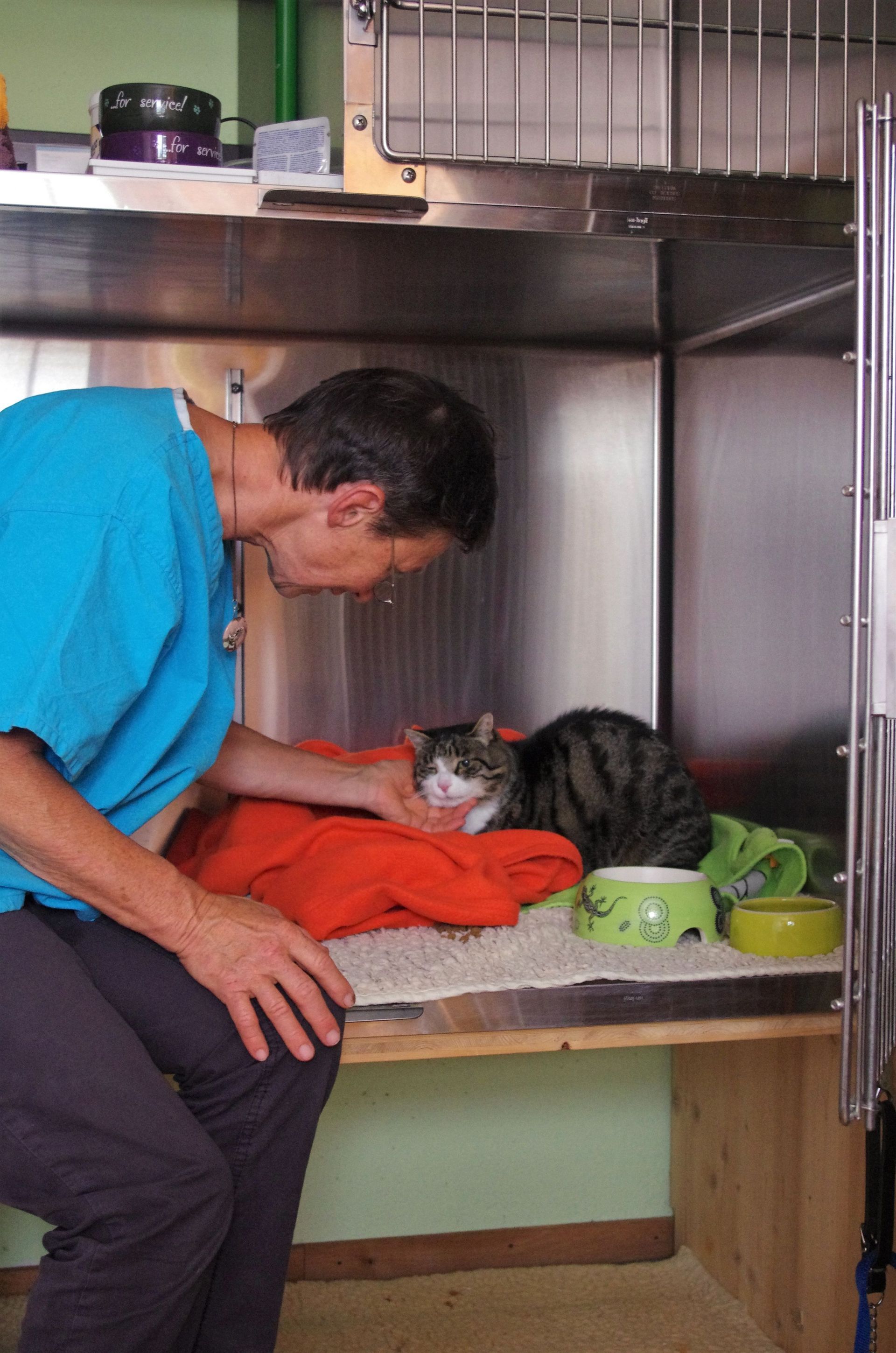 Büsi in Box - Tierarztpraxis rundumXund