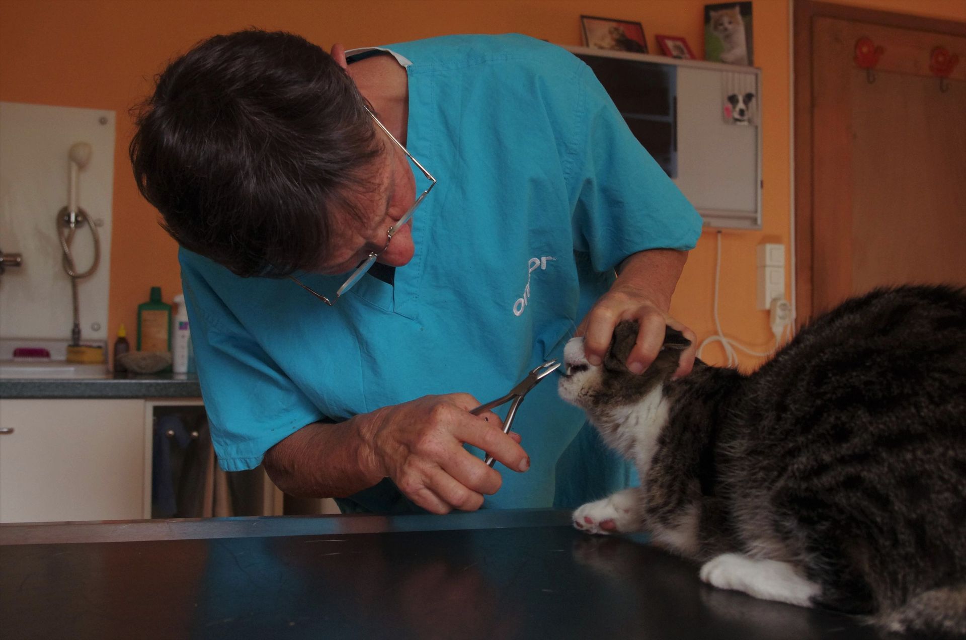 Katze Zahnbehandlung - Tierarztpraxis rundumXund