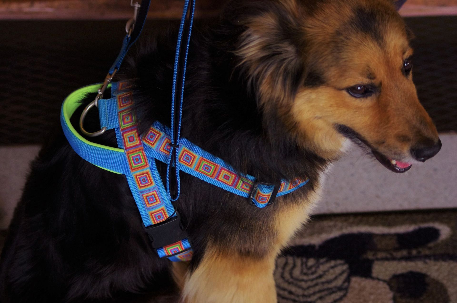 Hund Halsband - Tierarztpraxis rundumXund