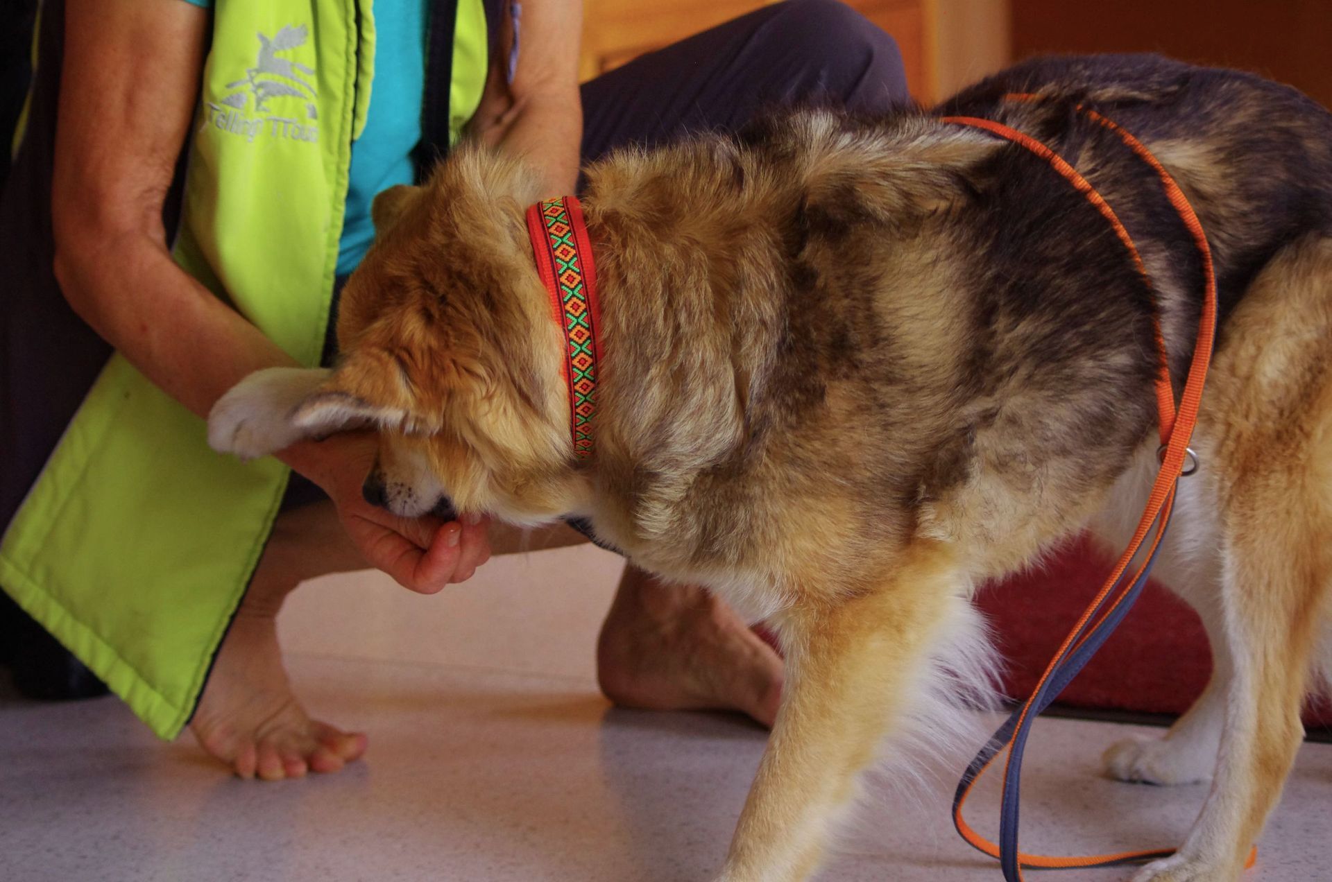 Untersuchung - Tierarztpraxis rundumXund