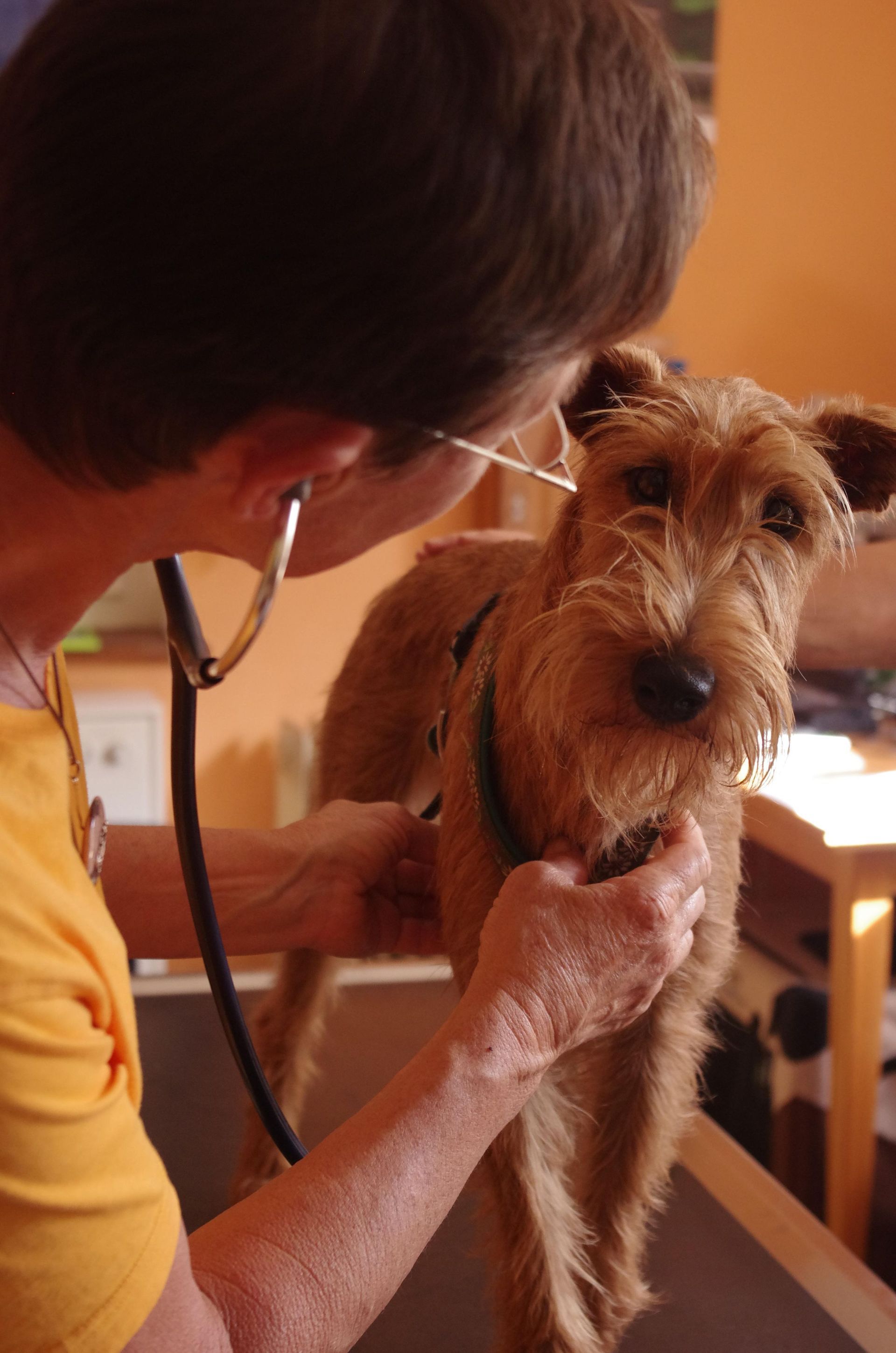 Herzuntersuchung - Tierarztpraxis rundumXund