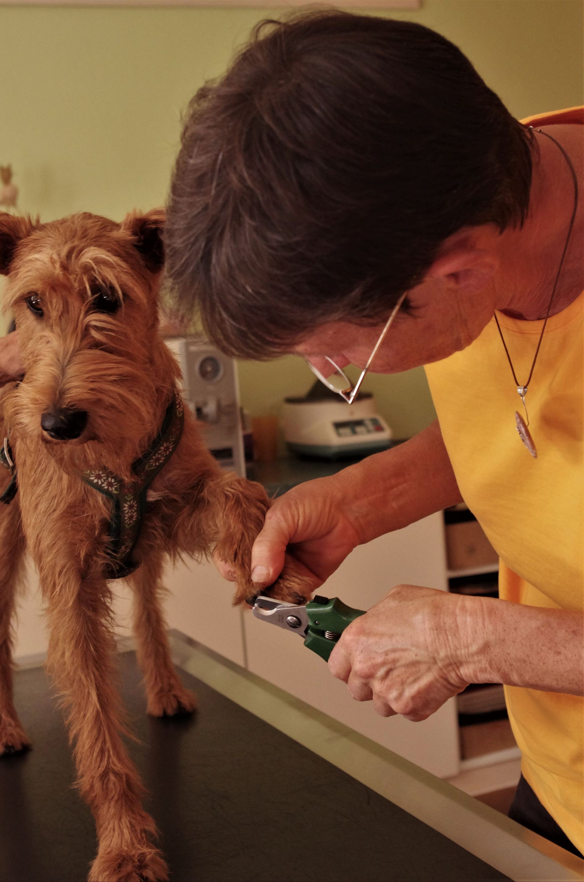 Tierarztpraxis rundumXund |Altendorf