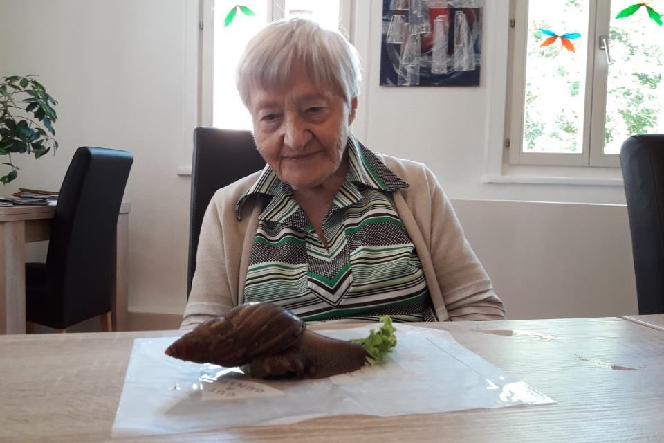 Seniorin sitzt am Tisch und hat eine Schnecke vor sich liegen