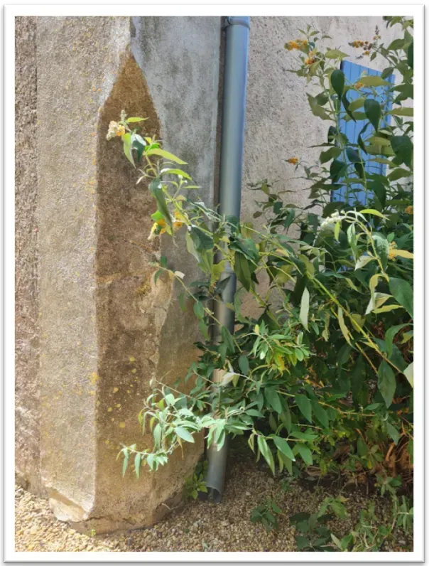 Une gouttière et des plantes